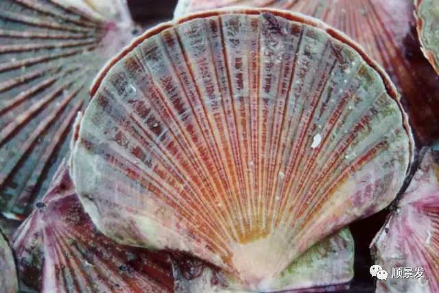 贝类海鲜的品种及图片大全,常见的贝类海鲜图片大全及名称