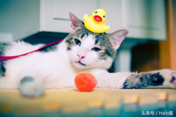 对猫咪过敏怎么办最简单的方法,猫奴观复猫的技巧