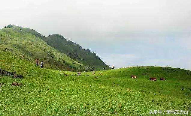 清远大草原,清远仰天湖大草原