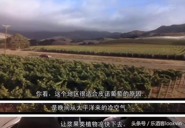 葡萄酒大师品鉴红酒,葡萄酒大师酿酒视频