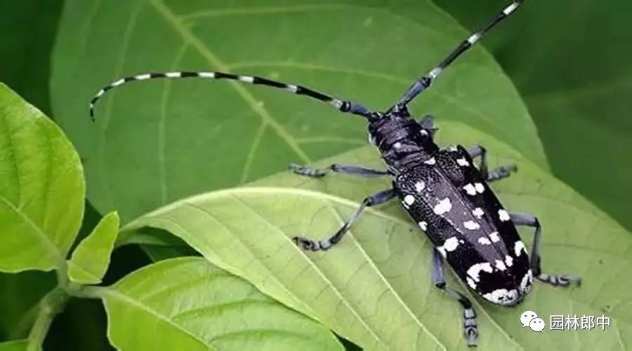 园林养护这个工作怎么样,园林绿地建植与养护管理