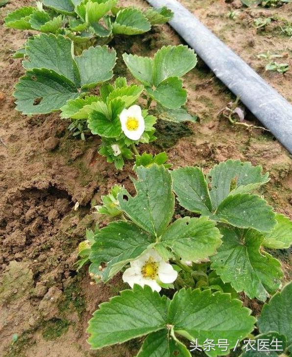 白菜黑腐病怎样防治,茄子半边疯防治措施