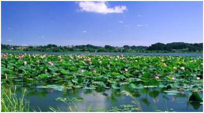 五一安新白洋淀景区,雄安新区白洋淀一日游