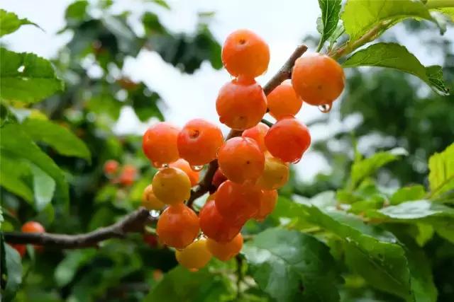 攀枝花的樱桃桑葚熟了,攀枝花樱桃口感