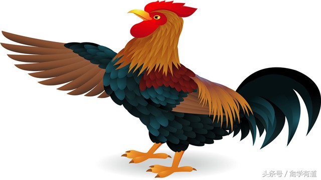 散养母鸡下的蛋特别小怎么回事,母鸡会吃鸡蛋一般该怎么处理