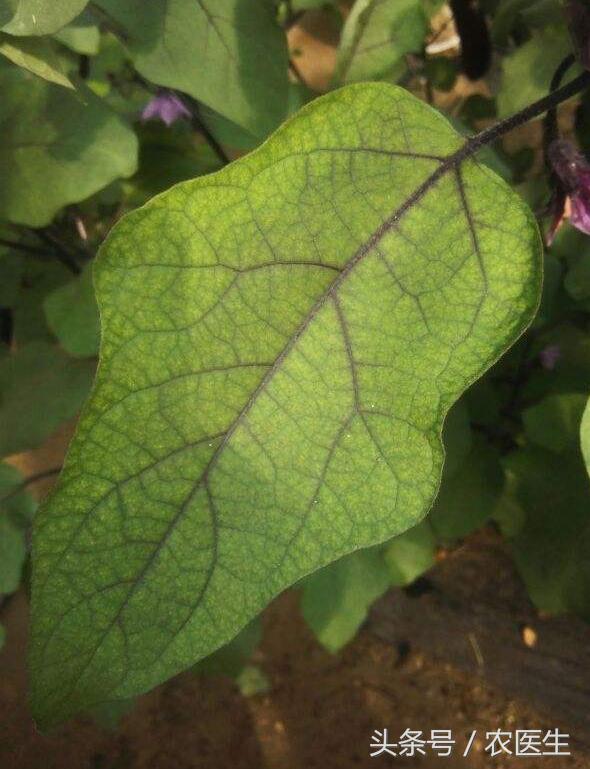 白菜黑腐病怎样防治,茄子半边疯防治措施