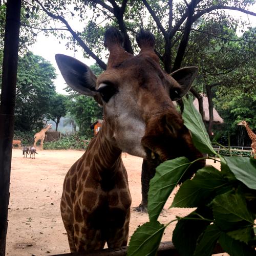 带你玩转长隆动物园,一天玩转长隆欢乐世界和动物园