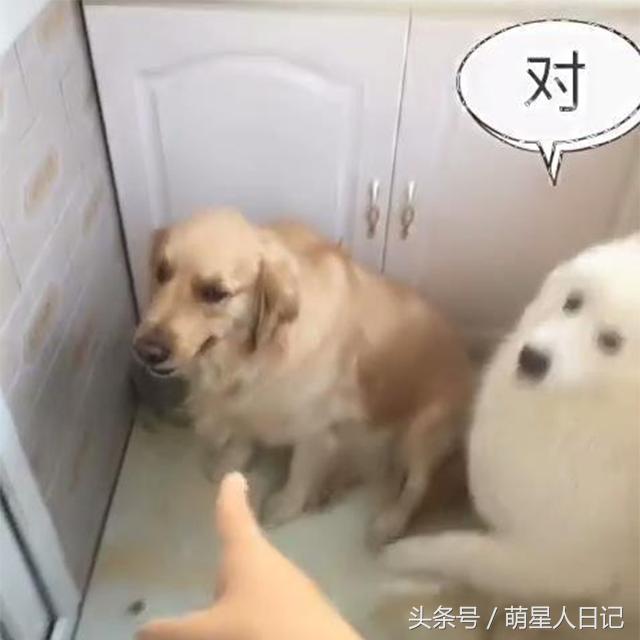 金毛和小萨在家搞破坏被铲屎发现,惨遭队友出卖独自背黑锅