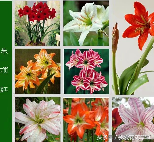 土朱洋朱并蒂莲对对红孤挺花你养的到底是哪一个？