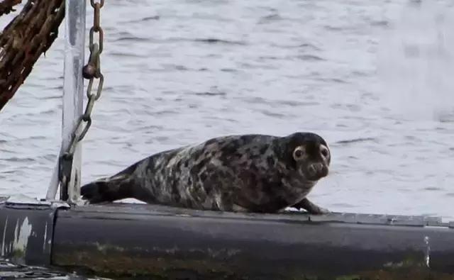 大西洋鲑鱼和挪威三文鱼的区别,我们吃的三文鱼怎么来的