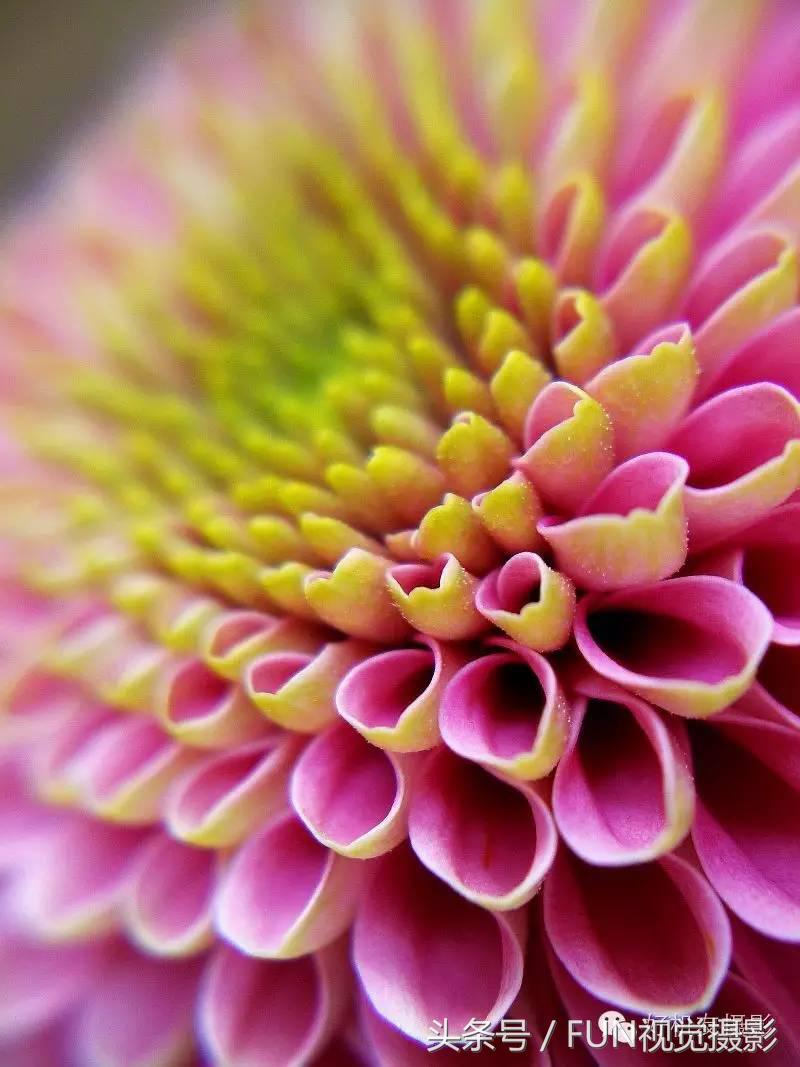 花卉创意摄影作品欣赏,花卉创意摄影十个技巧是什么