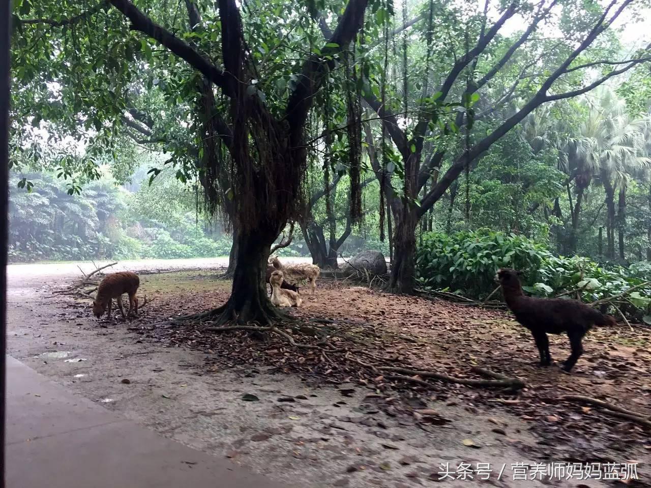 亲子游|井柏然推荐，长隆野生动物世界和海洋王国深度游记！