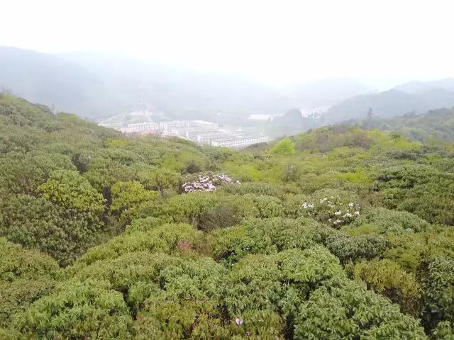 浏阳大围山杜鹃花旅游攻略,湖南浏阳大围山杜鹃花节一日游
