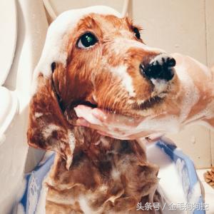 夏天如何给狗狗降温很实用的方法,夏天怎么给狗狗降温