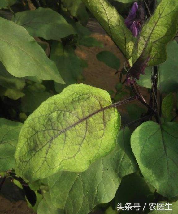 白菜黑腐病怎样防治,茄子半边疯防治措施