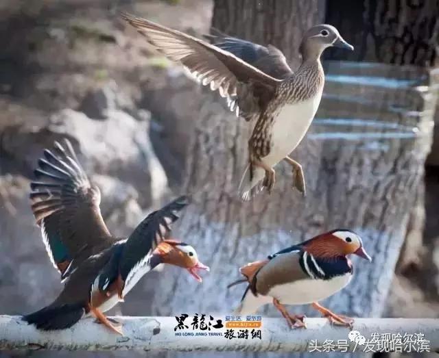 春天哈尔滨好玩的地方,哈尔滨春天景色