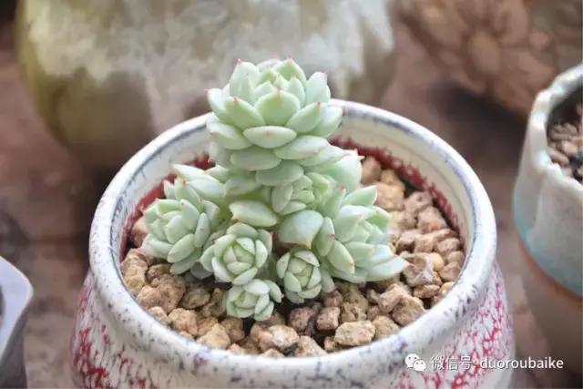 春日阳光下的绿植,阳台上最好看的多肉