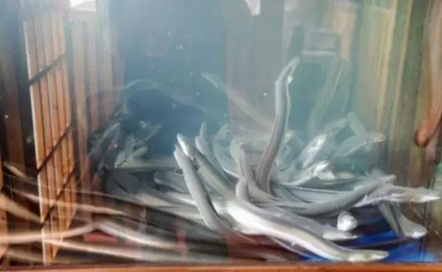 美食丨深圳吃鳗鱼的首选之地！