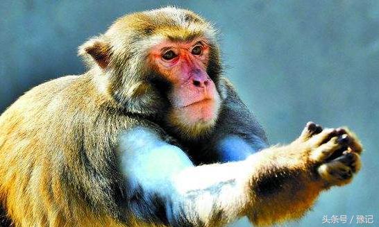 曾记否，在街头，一副沙哑的嗓子和几只猴