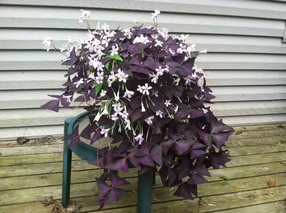 有什么植物跌打消肿,治疗跌打损伤盆栽植物