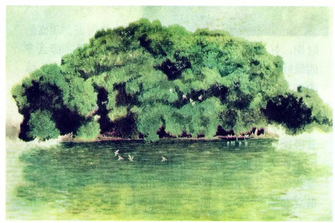 巴金散文鸟的天堂诵读,巴金短篇散文经典鸟的天堂