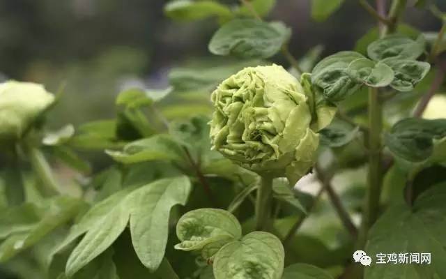 宝鸡到洛阳2日游 (宝鸡到洛阳坐高铁旅游)