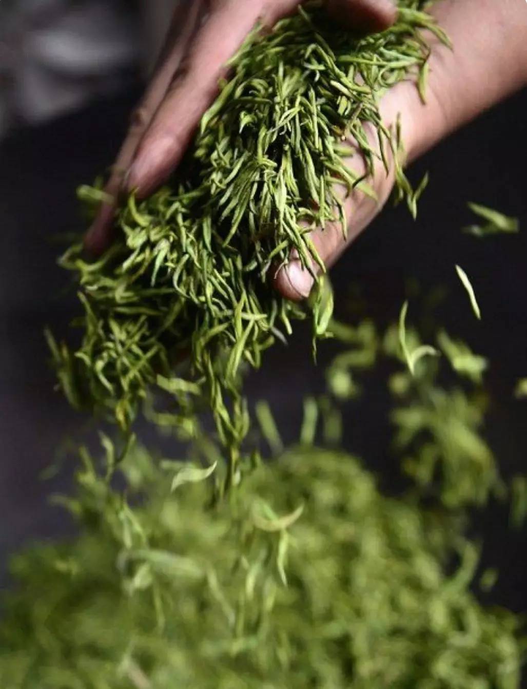 这个春天喝什么茶最好,绿茶养殖方法及注意事项