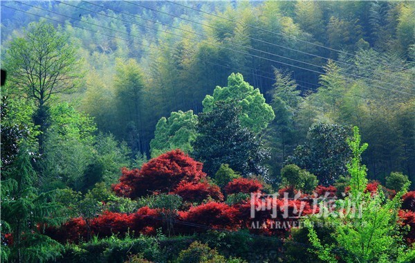 宁波唐诗古道,走过千山万水却走不过你朗读