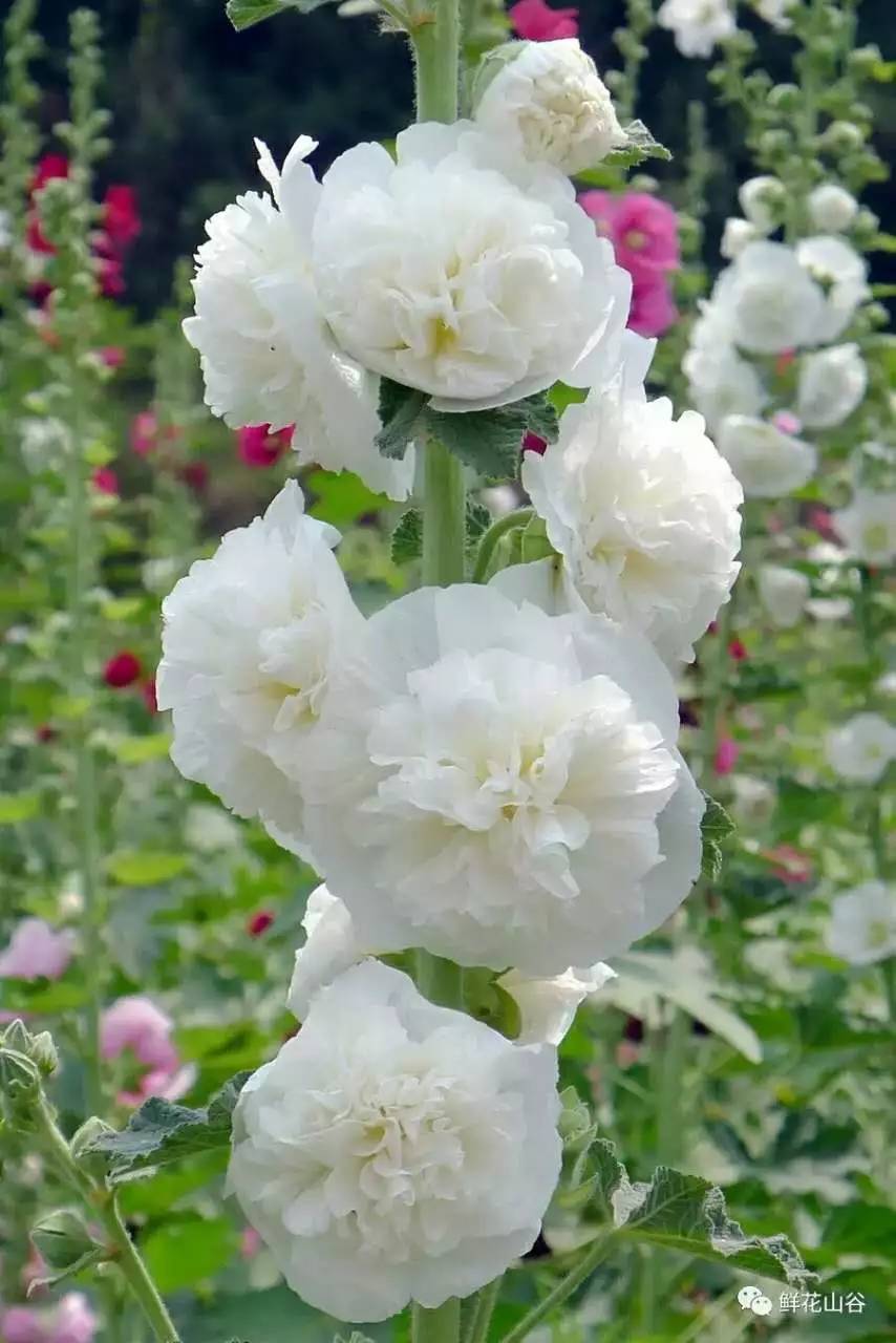 五月相约看蓝色花海,五月相约昆明蓝花楹花海