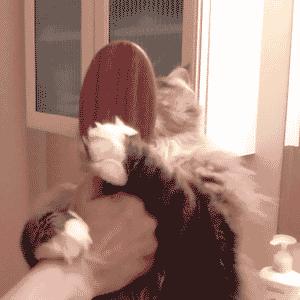 帮猫咪梳毛猫毛满天飞怎么办,给猫梳毛满天飞怎么办