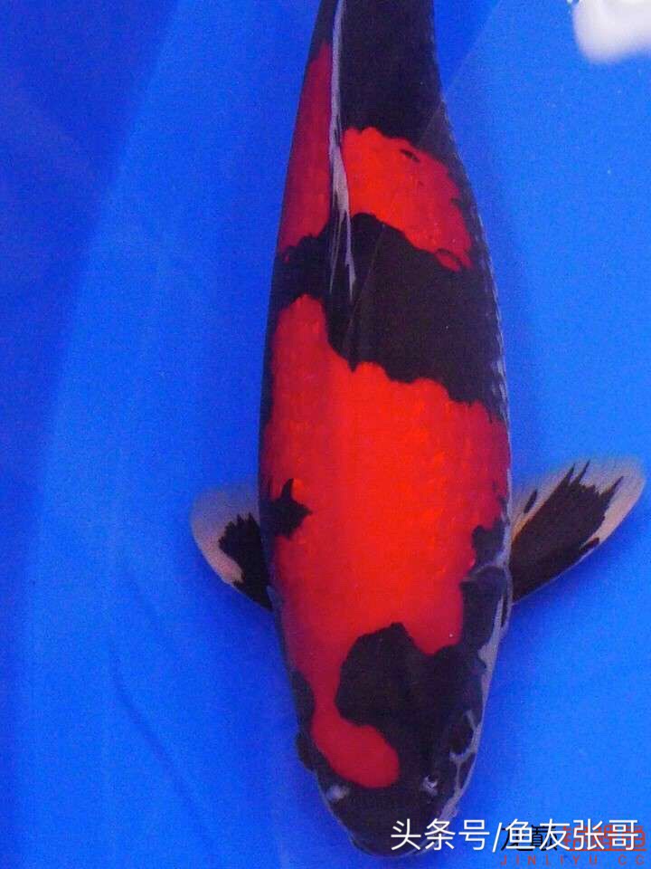 甲硝唑可以治疗锦鲤鱼凸眼吗,锦鲤鱼凸眼鱼胸肿胀什么问题