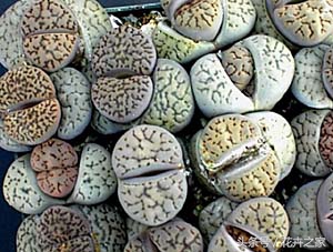 石头也能绽放的如此美丽,石头也能变得如此精致美妙