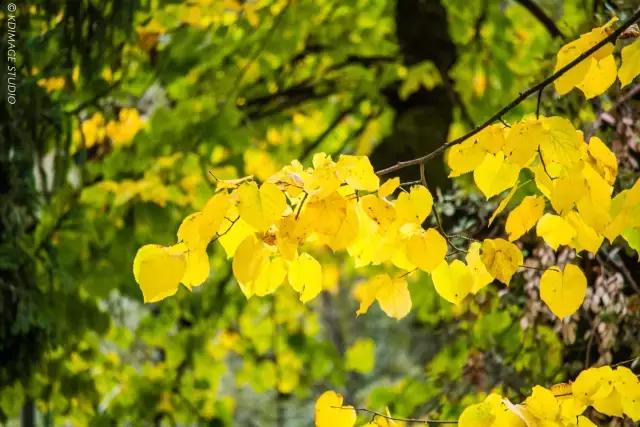 意大利锡耶纳旅行,意大利锡耶纳值得去吗