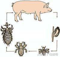 猪螨虫最佳治疗方法,猪螨虫最快的治疗方法