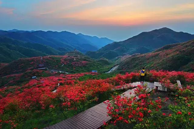 浏阳大围山杜鹃花旅游攻略,湖南浏阳大围山杜鹃花节一日游