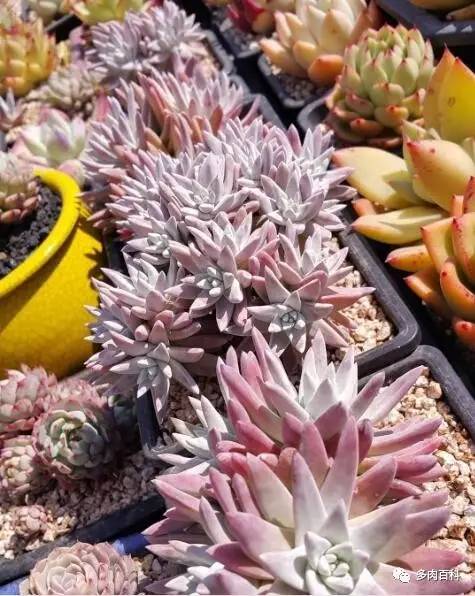 多肉盆麦饭石,多肉植物配土需要用火山岩吗