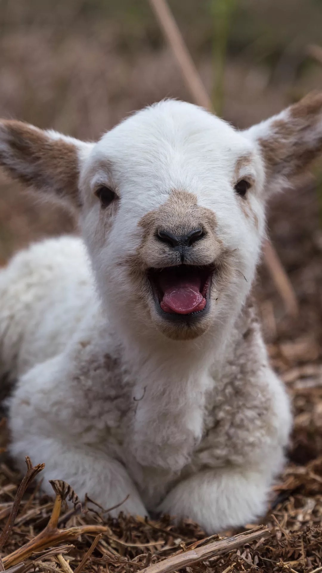 牛羊可吃，猫狗不行？