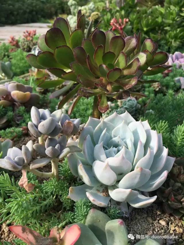 如何拒绝多肉伸手党,多肉伸手的正确方式