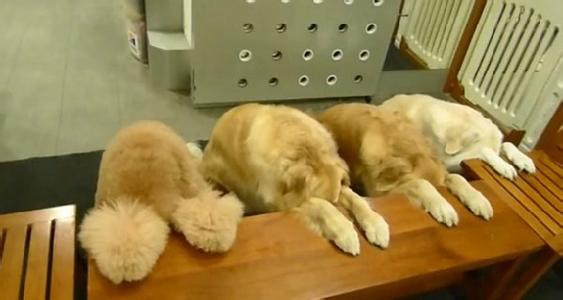 狗狗营养全面自制狗粮,狗狗自制狗粮需要哪些营养品