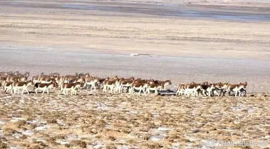 甘肃这个小边防县，人少景美就算了，居然还有雪豹棕熊和赤狐！