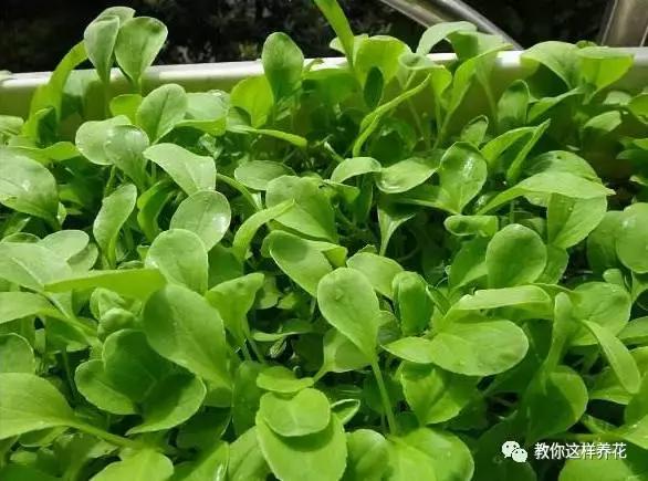 阳台蔬菜的种植方法和步骤,十大阳台蔬菜种植技巧