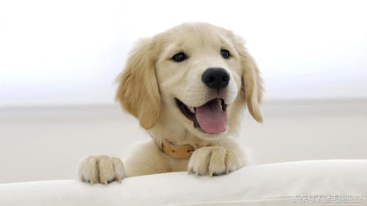 金毛犬的习性和可爱之处,或许你真不知道为什么养狗