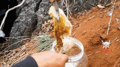 云南大森林蜂蜜好吗,云南热带雨林天然野生蜂蜜
