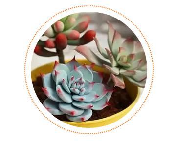 逆天了中国吃货!多肉植物炒肉吃!