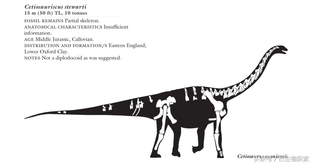 蓝鲸远远超过体型最大的恐龙,海怪的鲸龙视频