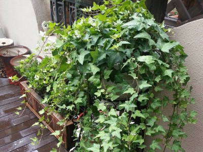 什么植物最吸灰尘最好养,室内吸灰尘最好的无毒植物