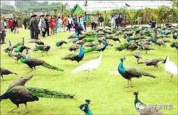 泼水节后，西双版纳该怎么玩，附防高温注意事项