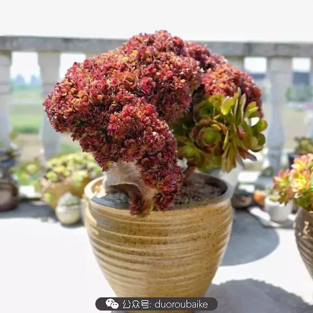 多肉新手入坑10大误区,多肉入坑法师