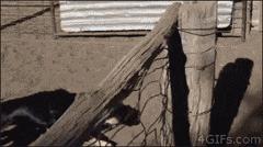 爆笑趣图：饲养员告诉你：遇到老虎猛兽该怎么做