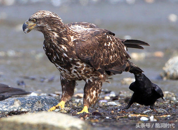 来！给鸦哥上支烟！